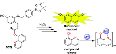 Graphical abstract: A prochelator with a modular masking group featuring hydrogen peroxide activation with concurrent fluorescent reporting