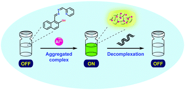 Graphical abstract: An aggregation-induced emission (AIE) active probe renders Al(iii) sensing and tracking of subsequent interaction with DNA