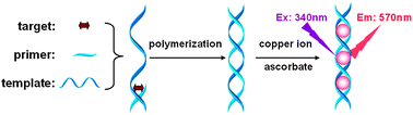 Graphical abstract: dsDNA-specific fluorescent copper nanoparticles as a “green” nano-dye for polymerization-mediated biochemical analysis