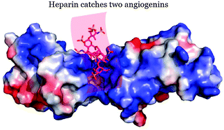 Graphical abstract: The dual binding site of angiogenin and its inhibition mechanism: the crystal structure of the rat angiogenin–heparin complex