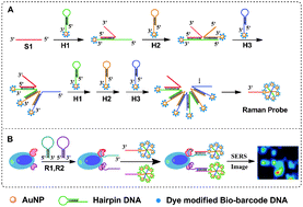 Graphical abstract: Simultaneous SERS detection and imaging of two biomarkers on the cancer cell surface by self-assembly of branched DNA–gold nanoaggregates