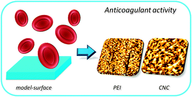 Graphical abstract: Design of anticoagulant surfaces based on cellulose nanocrystals