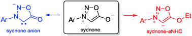 Graphical abstract: Sydnone anions and abnormal N-heterocyclic carbenes of O-ethylsydnones. Characterizations, calculations and catalyses