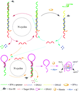 Graphical abstract: Sensitive and selective amplified visual detection of cytokines based on exonuclease III-aided target recycling