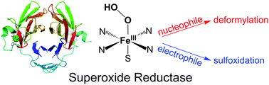 Graphical abstract: Non-heme iron hydroperoxo species in superoxide reductase as a catalyst for oxidation reactions