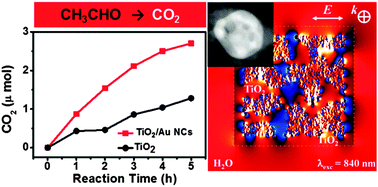 Graphical abstract: Visible-light photodecomposition of acetaldehyde by TiO2-coated gold nanocages: plasmon-mediated hot electron transport via defect states