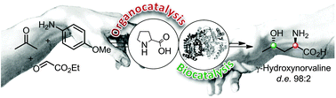 Graphical abstract: Stereoselective synthesis of γ-hydroxynorvaline through combination of organo- and biocatalysis