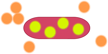 Graphical abstract: Thiol-modified gold nanoparticles for the inhibition of Mycobacterium smegmatis