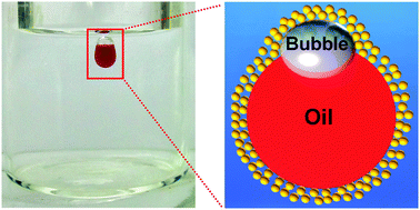 Graphical abstract: Bubble-induced transport of oil droplets in water