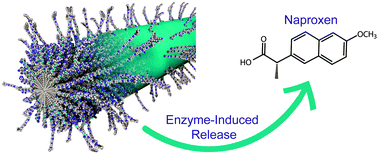 Graphical abstract: Esterase-activated release of naproxen from supramolecular nanofibres