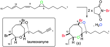 Graphical abstract: Proof-of-principle direct double cyclisation of a linear C15-precursor to a dibrominated bicyclic medium-ring ether relevant to Laurencia species
