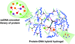 Graphical abstract: Programmable protein–DNA hybrid hydrogels for the immobilization and release of functional proteins