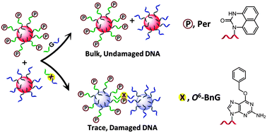 Graphical abstract: Gold nanoprobes for detecting DNA adducts