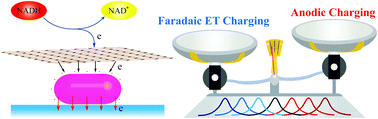 Graphical abstract: Optical monitoring of faradaic reaction using single plasmon-resonant nanorods functionalized with graphene