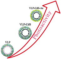 Graphical abstract: P22 virus-like particles constructed Au/CdS plasmonic photocatalytic nanostructures for enhanced photoactivity