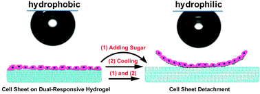 Graphical abstract: Saccharides and temperature dual-responsive hydrogel layers for harvesting cell sheets