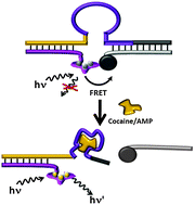 Graphical abstract: Aptasensors based on supramolecular structures of nucleic acid-stabilized Ag nanoclusters