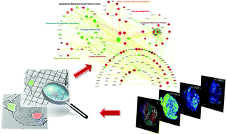 Graphical abstract: Parafilm-assisted microdissection: a sampling method for mass spectrometry-based identification of differentially expressed prostate cancer protein biomarkers