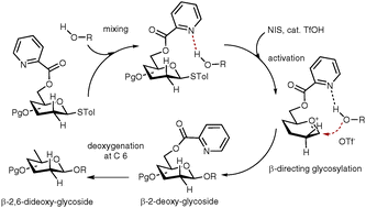 Graphical abstract: C6 picoloyl protection: a remote stereodirecting group for 2-deoxy-β-glycoside formation