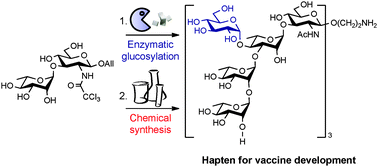 Graphical abstract: Programmed chemo-enzymatic synthesis of the oligosaccharide component of a carbohydrate-based antibacterial vaccine candidate