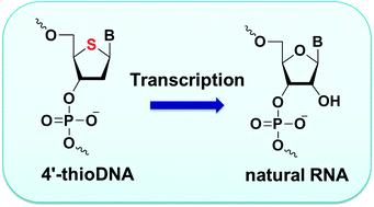 Graphical abstract: Transcription of 4′-thioDNA templates to natural RNA in vitro and in mammalian cells
