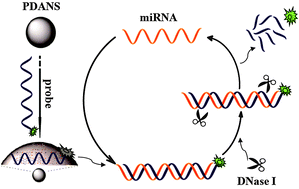 Graphical abstract: Highly sensitive and selective detection of miRNA: DNase I-assisted target recycling using DNA probes protected by polydopamine nanospheres