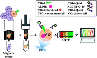 Graphical abstract: Spectral overlap-free quantum dot-based determination of benzo[a]pyrene-induced cancer stem cells by concurrent monitoring of CD44, CD24 and aldehyde dehydrogenase 1