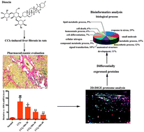 Graphical abstract: Quantitative chemical proteomics for investigating the biomarkers of dioscin against liver fibrosis caused by CCl4 in rats