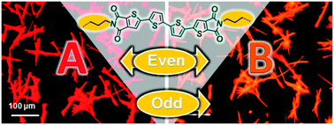 Graphical abstract: Chemical design enables the control of conformational polymorphism in functional 2,3-thieno(bis)imide-ended materials