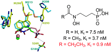 Graphical abstract: Structure-guided design and biosynthesis of a novel FR-900098 analogue as a potent Plasmodium falciparum 1-deoxy-d-xylulose-5-phosphate reductoisomerase (Dxr) inhibitor