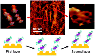 Graphical abstract: Following the aggregation of human prion protein on Au(111) surface in real-time