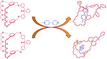 Graphical abstract: P [[double bond, length as m-dash]] O functional group-containing cryptands: from supramolecular complexes to poly[2]pseudorotaxanes