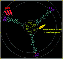 Graphical abstract: Two- and three-photon absorption and excitation phosphorescence of oligofluorene-substituted Ir(ppy)3