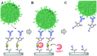 Graphical abstract: Enzymatic cleavage of uracil-containing single-stranded DNA linkers for the efficient release of affinity-selected circulating tumor cells