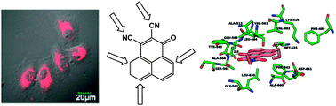 Graphical abstract: Discovery of a novel family of polycyclic aromatic molecules with unique reactivity and members valuable for fluorescent sensing and medicinal chemistry