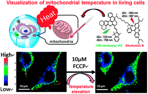 Graphical abstract: A ratiometric fluorescent molecular probe for visualization of mitochondrial temperature in living cells