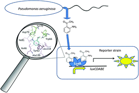 Graphical abstract: Pseudomonas aeruginosa activates the quorum sensing LuxR response regulator through secretion of 2-aminoacetophenone