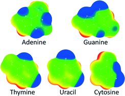 Graphical abstract: C–H/O interactions of nucleic bases with a water molecule: a crystallographic and quantum chemical study