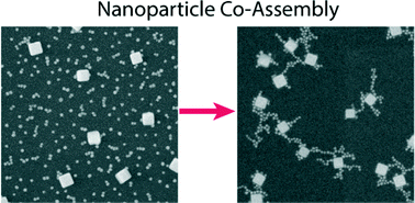 Graphical abstract: Polymer-directed assembly of colloidal nanoparticle heterojunctions