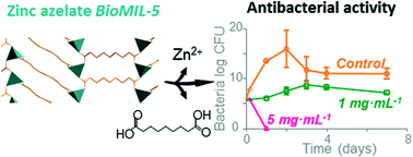 Graphical abstract: A Zn azelate MOF: combining antibacterial effect