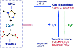 Graphical abstract: Mutual transformation between crystalline phases and dielectric properties of coordination polymers with the formula [Cd(N-methylimidazole)2(H2O)x(glutarate)]·nH2O (x = 0 or 1; n = 0 or 4)