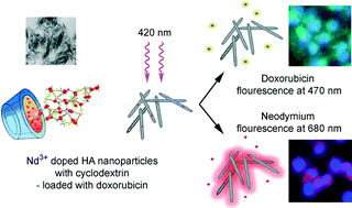 Graphical abstract: Supramolecular hydroxyapatite complexes as theranostic near-infrared luminescent drug carriers
