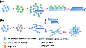 Graphical abstract: A crucial process: organic matrix and magnesium ion control of amorphous calcium carbonate crystallization on β-chitin film