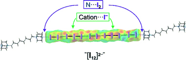 Graphical abstract: N⋯I halogen bonding supported stabilization of a discrete pseudo-linear [I12]2− polyiodide