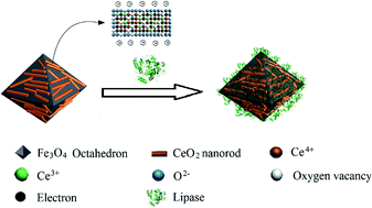 Graphical abstract: Shape-controlled synthesis of Fe3O4/CeO2 hybrid octahedra for lipase immobilization