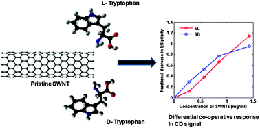 Graphical abstract: Chirality sensitive binding of tryptophan enantiomers with pristine single wall carbon nanotubes