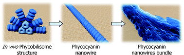Graphical abstract: Room temperature biological quantum random walk in phycocyanin nanowires