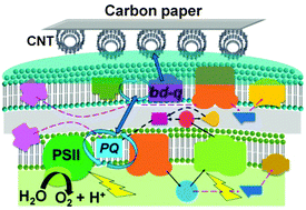 Graphical abstract: Photocurrent generation by immobilized cyanobacteria via direct electron transport in photo-bioelectrochemical cells