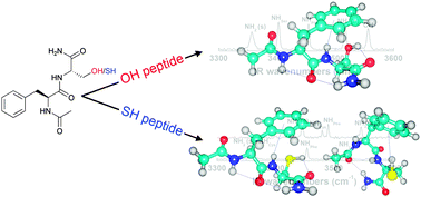 Graphical abstract: A conformation-selective IR-UV study of the dipeptides Ac-Phe-Ser-NH2 and Ac-Phe-Cys-NH2: probing the SH⋯O and OH⋯O hydrogen bond interactions