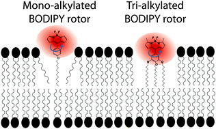 Graphical abstract: Di- and tri-oxalkyl derivatives of a boron dipyrromethene (BODIPY) rotor dye in lipid bilayers